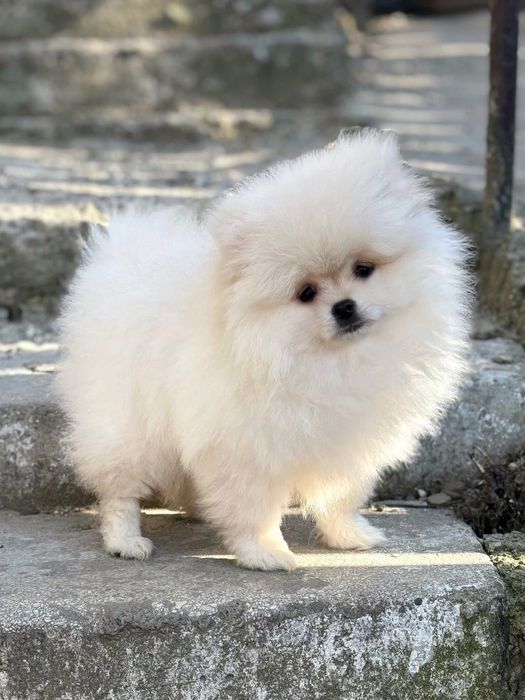 Pui pomeranian alb  din parinti campioni