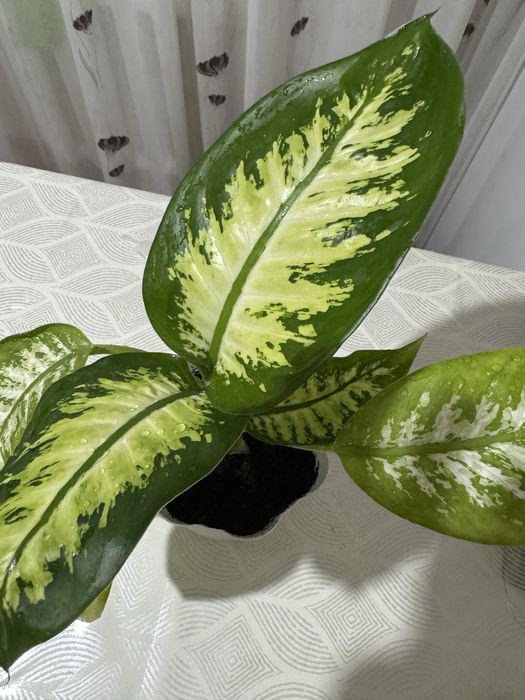 Диффенбахия продам