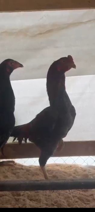 Дакан сатылады обмен бар