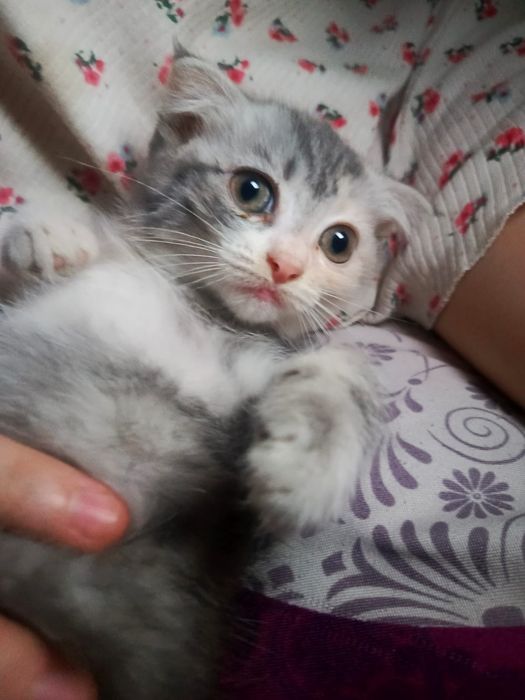 Шотландский вислоухий