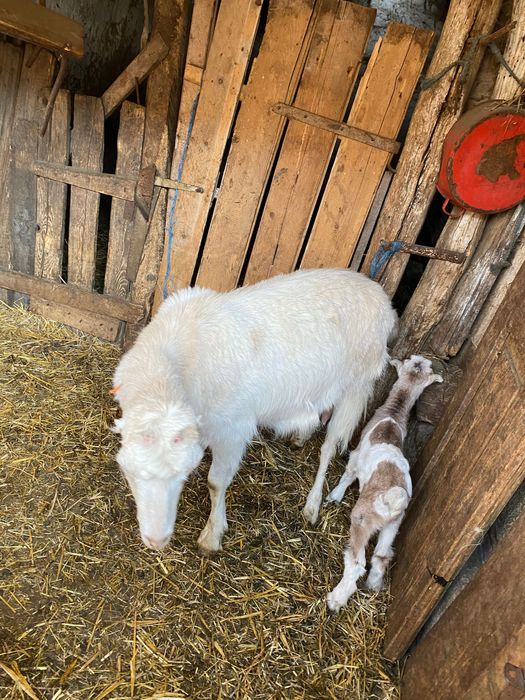 Vând capre cu iezi și care trebuie să fete