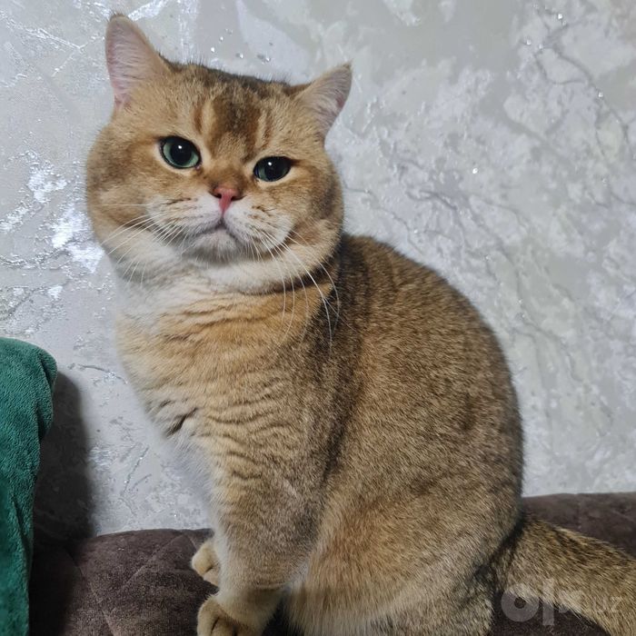 Британский короткошерстный  кот