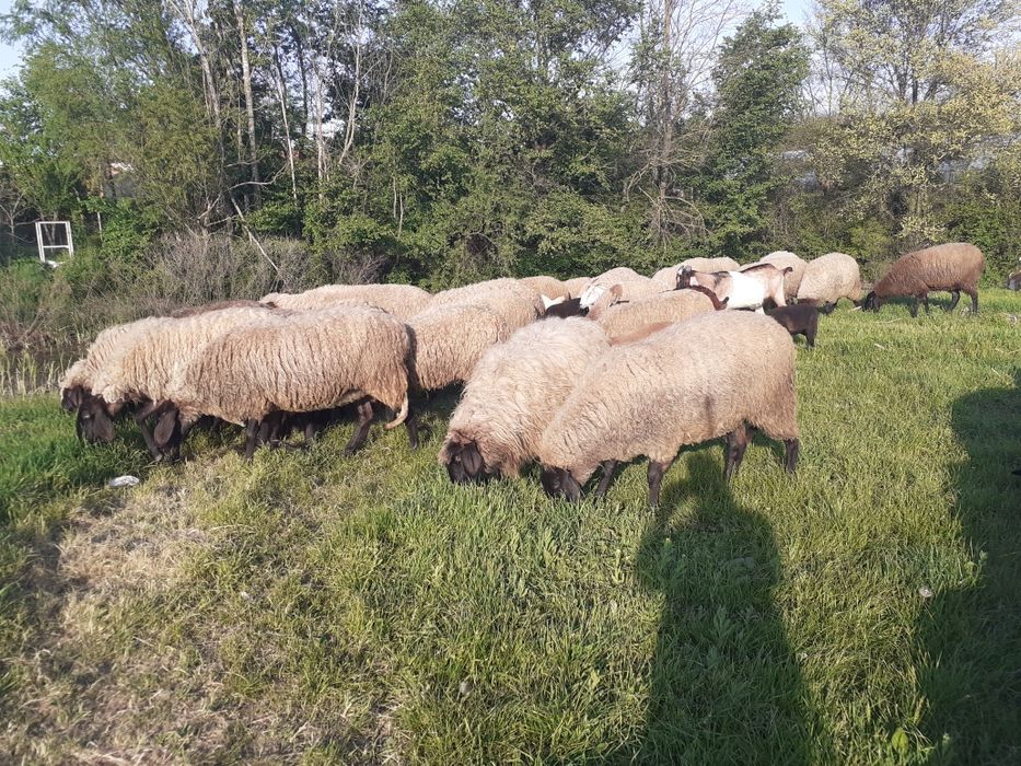 Oi de vanzare....