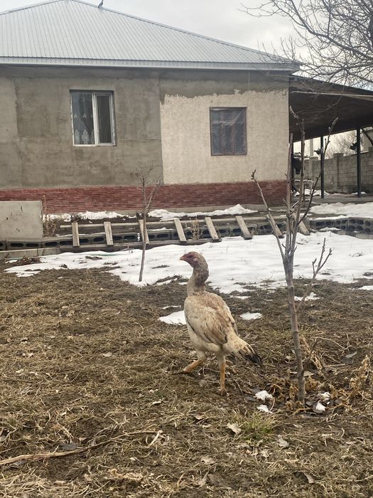 Дакан алдынғы жыл ашылған келіп көріңіздер