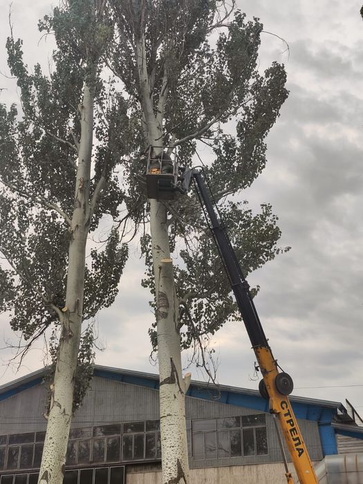 Спил деревьев обрезка плодовых