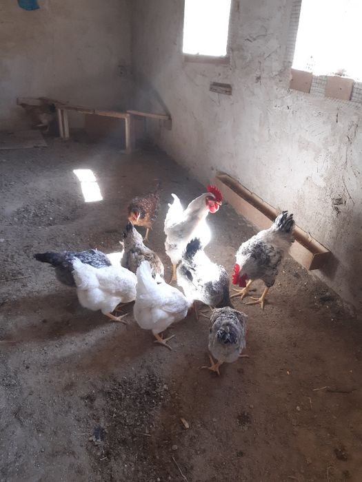 Россия зотдор товук тухумлари