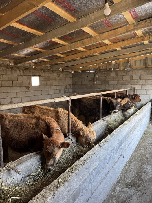 Подсостар сатылады