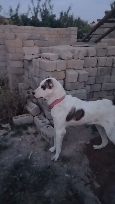 Алапар молодой Течкасы жақын