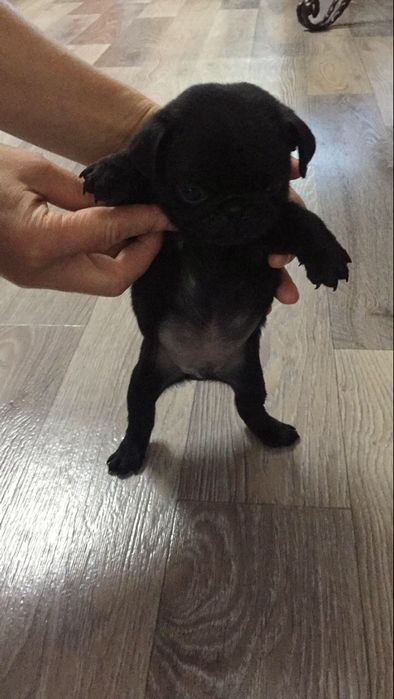 Мальчик мопс чёрного окраса в продаже