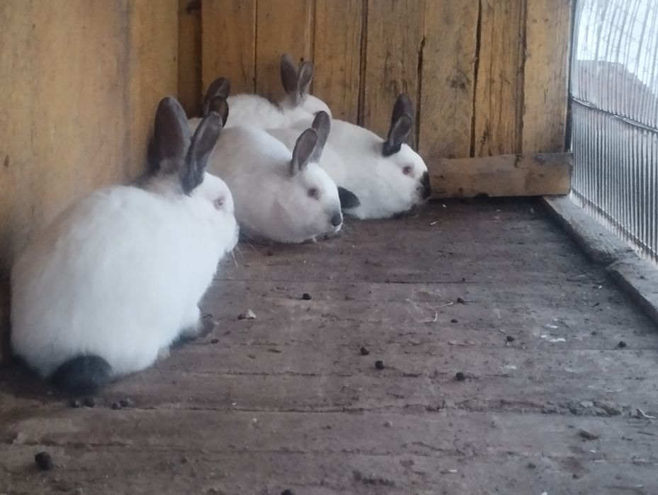 Quyonlar sotiladi 5 ta bolasi 4 oylik  bógan onasi 2marta tuqqan