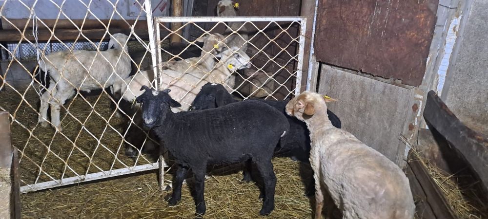 Продам баранов с