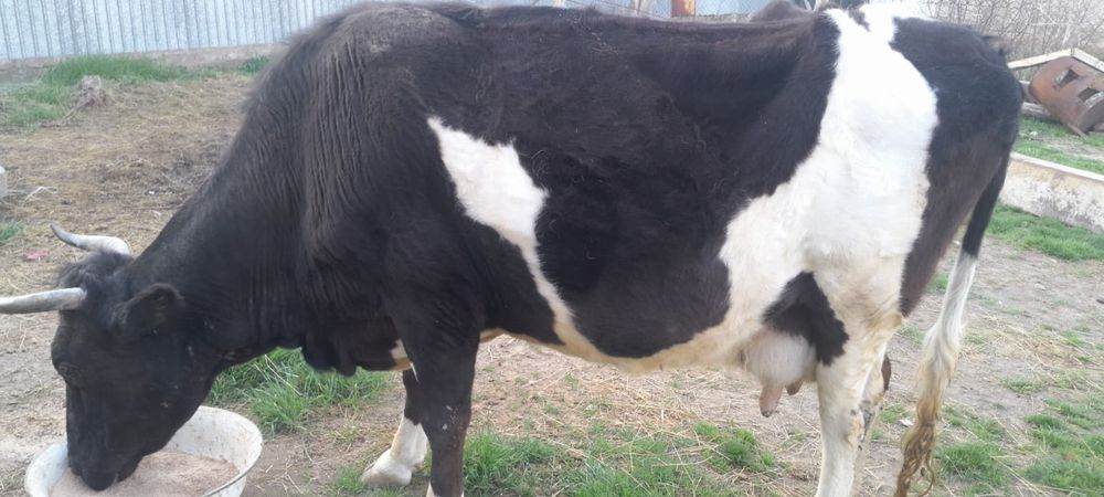 Продается корова