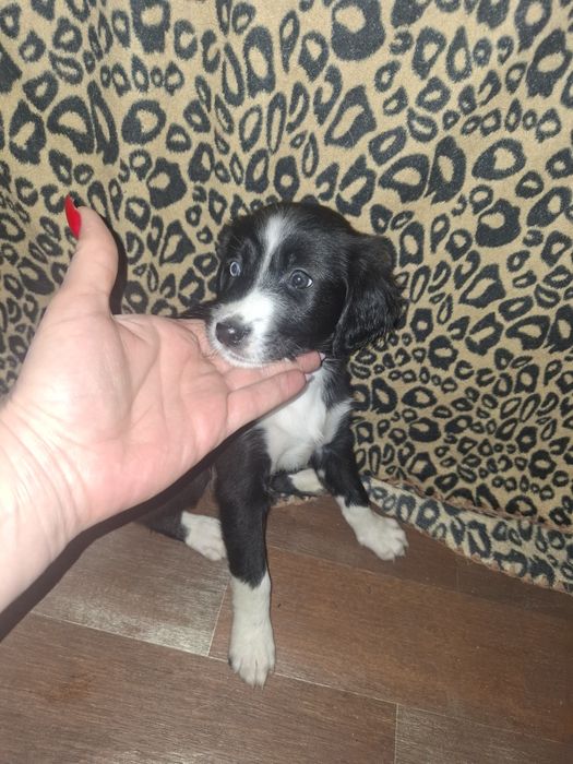 Дарю щенят 2 месяца