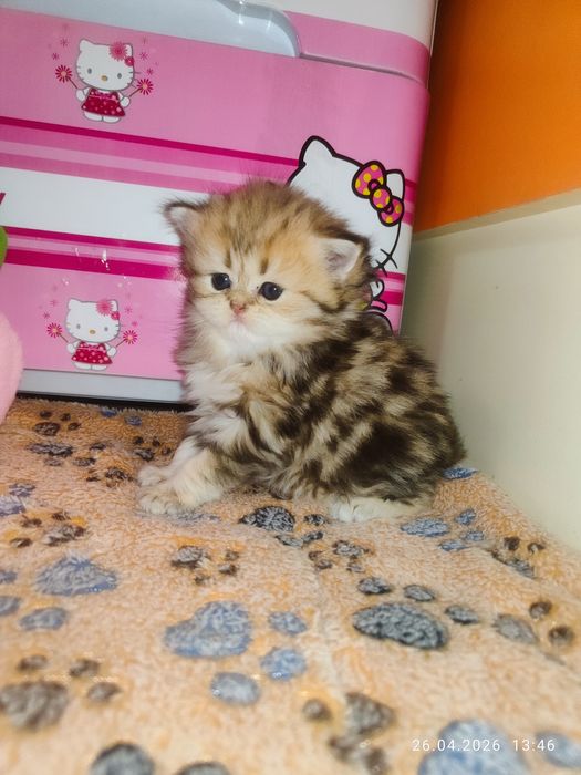 Продается Скоттиш страйт ХАЙЛЕНД