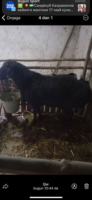 Quy Qurbonlikka faqat naxtga berildi