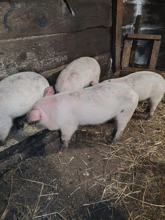 Продам крупных поросят
