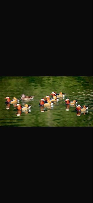 Rate mandarine din crescatorie