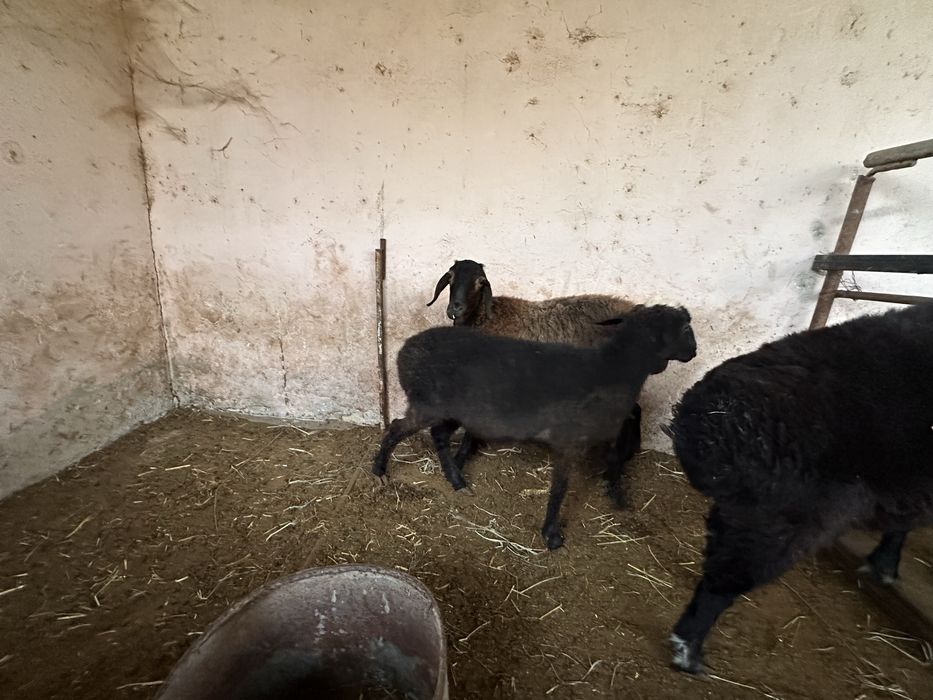 Мода куй сотилади 3.5 милионга 2,7 милион