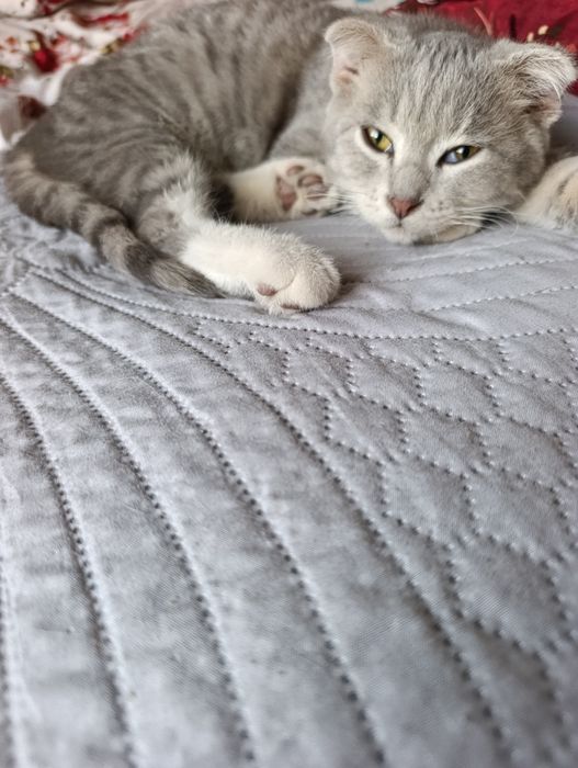 Пропал котик за вознаграждение