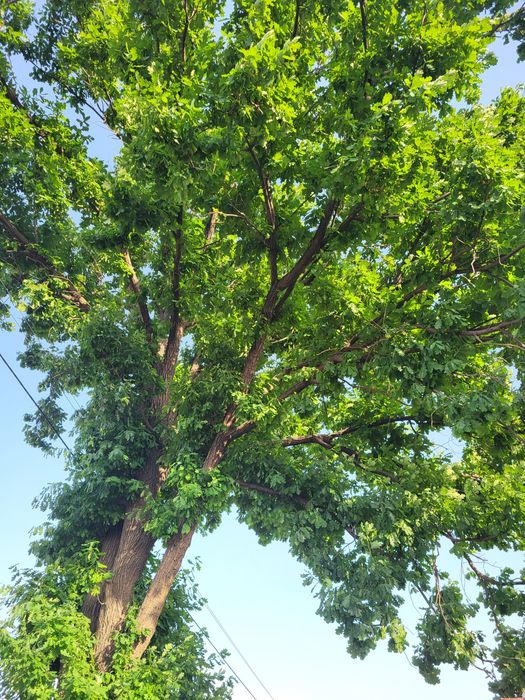 Большое дерево Дуб