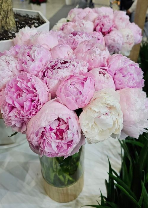 Ароматные пионы в бутонах