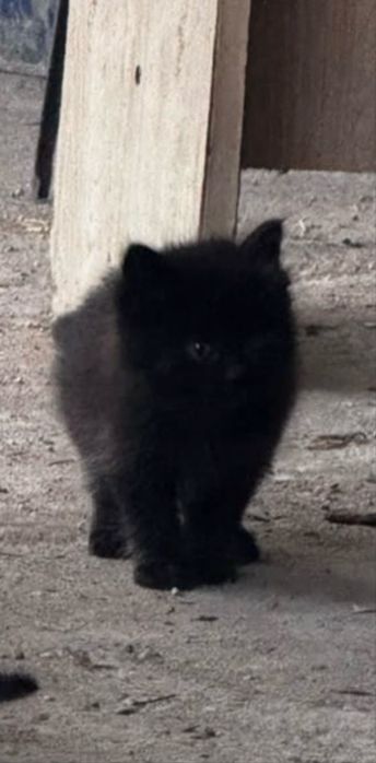 отдадим котят в хорошие руки