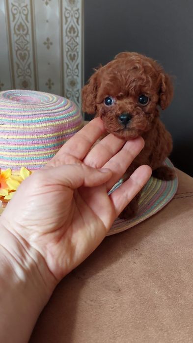 Femela pudel roșu talie mica