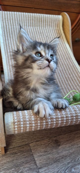 Котята  мейн-кун