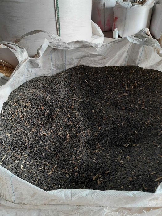 orzoaica casanova grau aveniu foarea soarelui