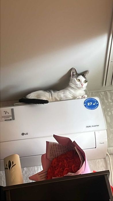 Отдам хорошеньких кошечек
