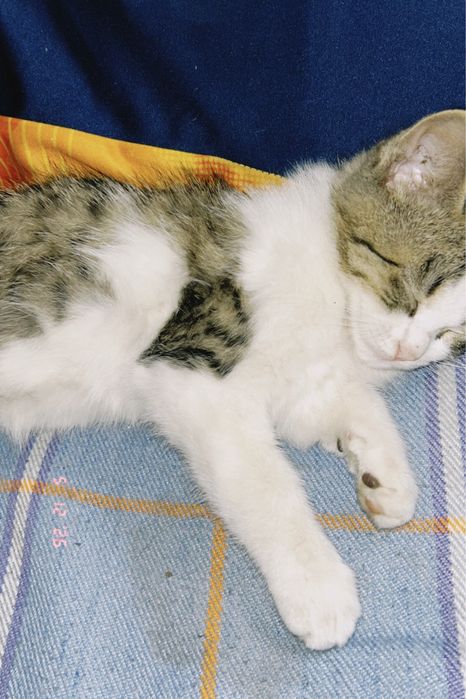 Продаем котенка мальчик