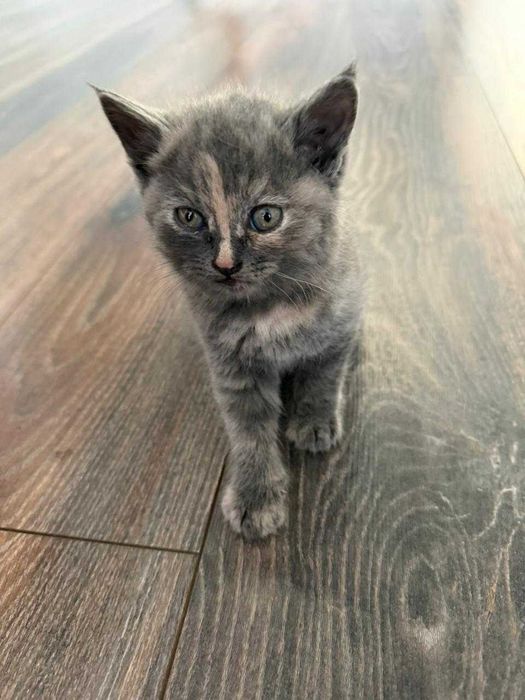 Отдам котенка в добрые руки