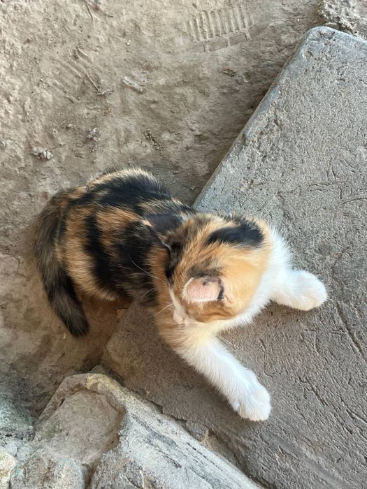 Милые котята в добрые руки