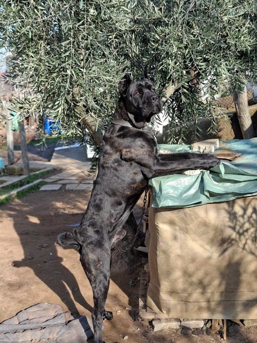 Кане Корсо, четири момчета и едно момиче