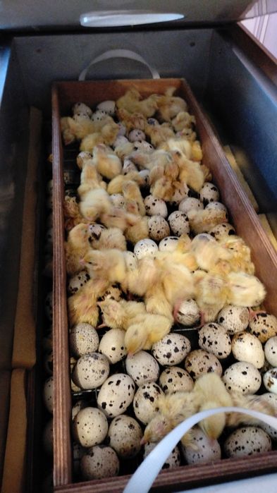 Яйца инкубационные ПЕРЕПЕЛОВ!!!