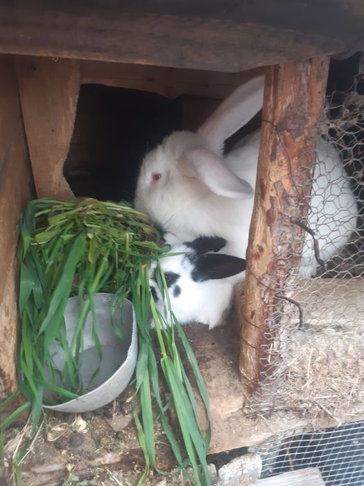 Продавам эайци мъжки/женски