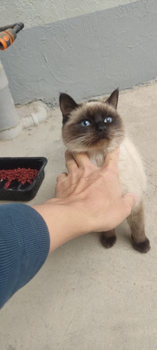 Siyamski mushuk sotladi 8 oylik