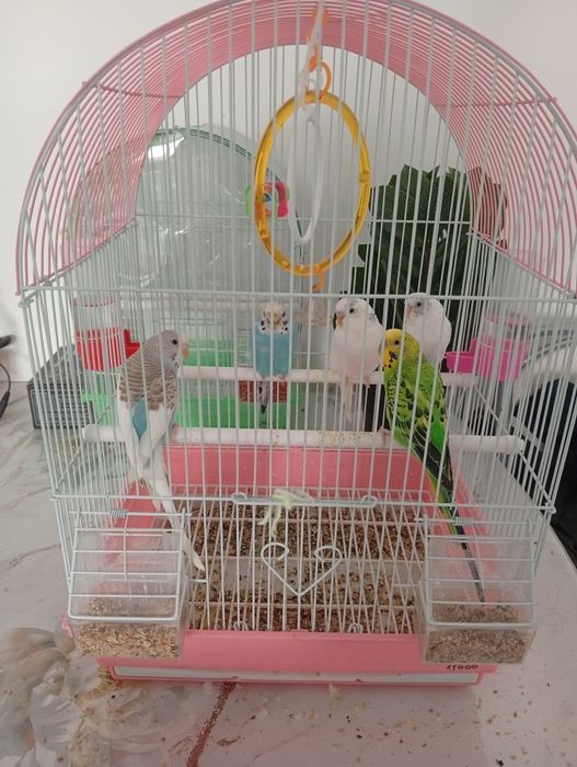 Продам птичек с клетками