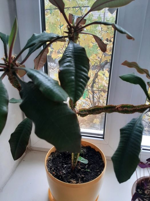 Цветок Алоэ Столетник