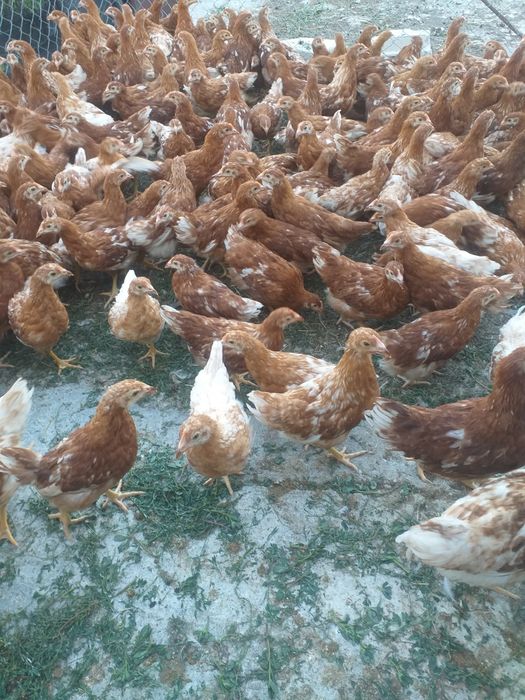 Avem puicuțe ouătoare