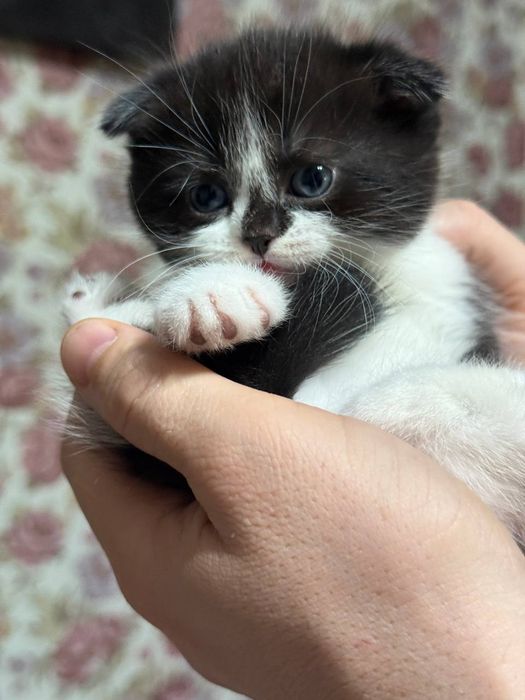 Готовятся к продаже