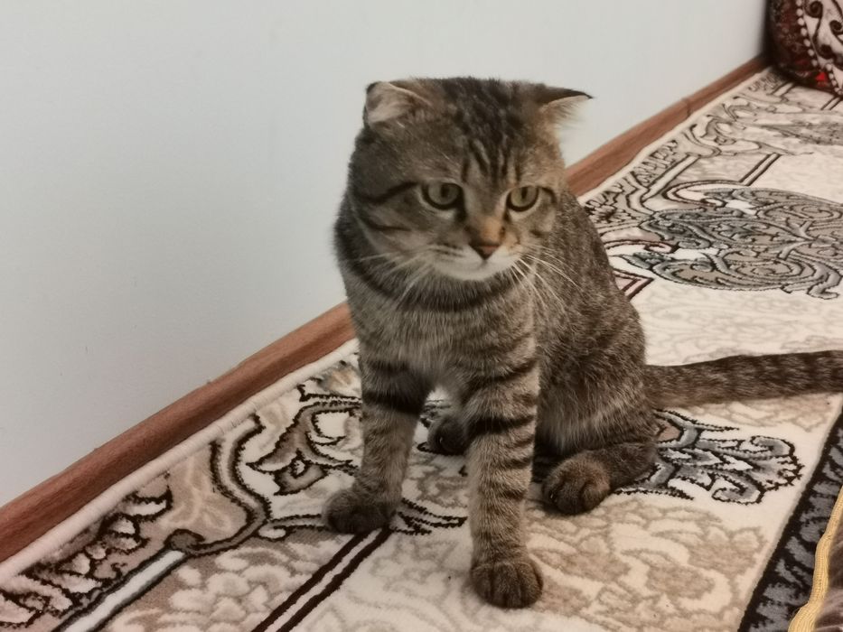 Кошка скотиш фолд mushuk skotish fold