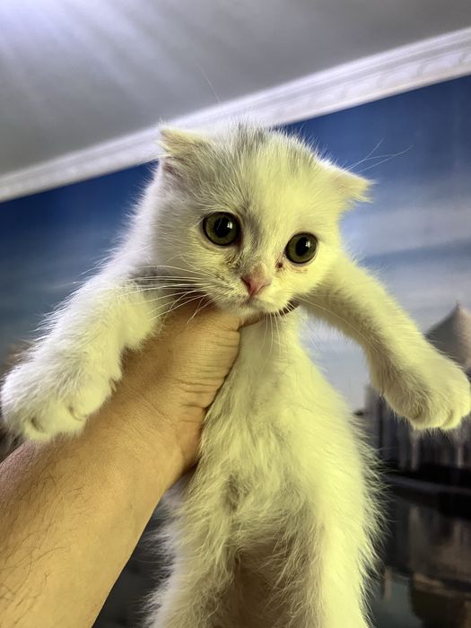 Scottish fold 3 oylik mushukchalar 100$ dan