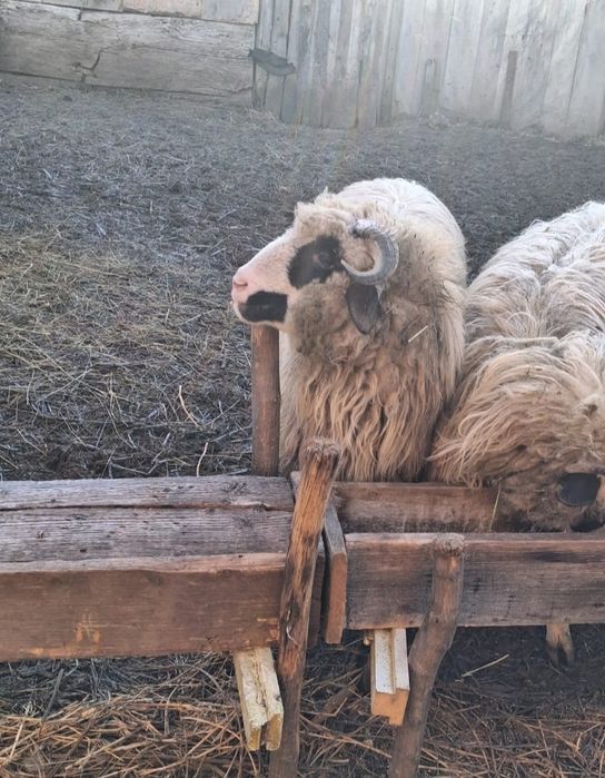 Vând doi berbeci noatini și o miauă