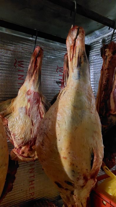 Продам мясо Байтал