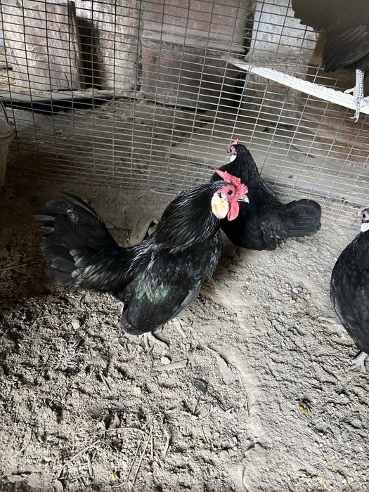 tovuq xo’roz bentam