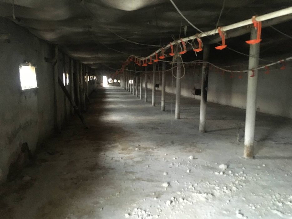 Товук ферма сотилади