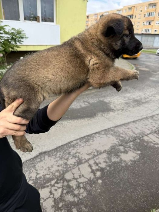 Pui de malinois isi cauta casuta noua in varsta de 1 luna jumate