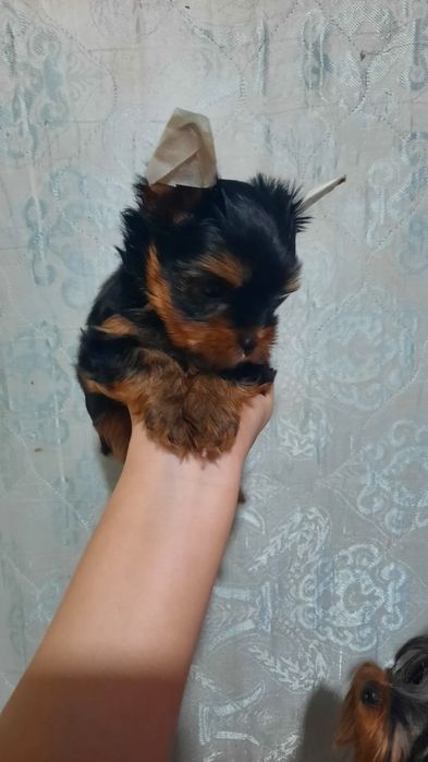 Щенки йокширский терьер