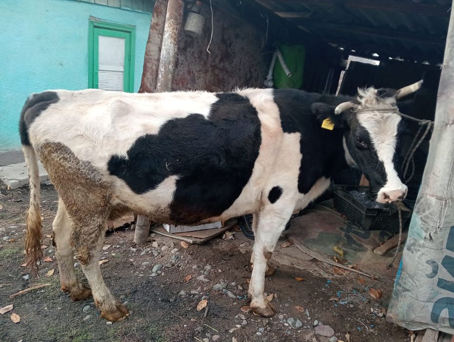 Продам корову седьмым отёлам